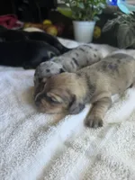 Sarge, a male Miniature Dachshund for sale in New Philadelphia, OH – 2 of 4