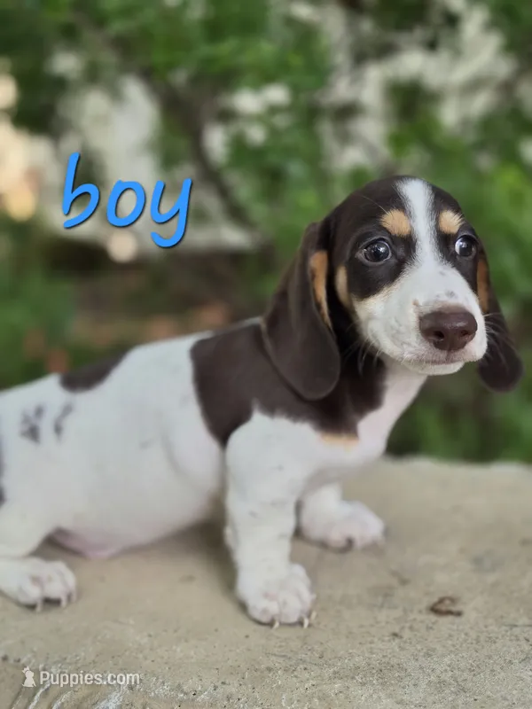 Buster (Piebald) – Miniature Dachshund puppy for sale in New Philadelphia, OH