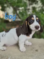 Buster (Piebald), a male Miniature Dachshund for sale in New Philadelphia, OH – 1 of 1