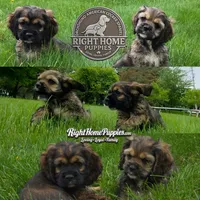 Willow, a female Cocker Spaniel for sale in New Philadelphia, OH – 2 of 3