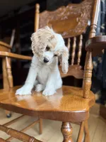 Sir Smudges, a male Cocker Spaniel for sale in New Philadelphia, OH – Photo 7 of 7