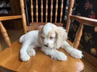 Sir Smudges, a male Cocker Spaniel for sale in New Philadelphia, OH – Photo 6 of 7