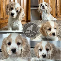 Sir Smudges, a male Cocker Spaniel for sale in New Philadelphia, OH – Photo 1 of 7