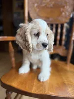 Sir Smudges, a male Cocker Spaniel for sale in New Philadelphia, OH – Photo 2 of 7
