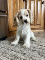 Sir Smudges, a male Cocker Spaniel for sale in New Philadelphia, OH – Photo 3 of 7