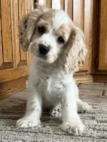 Sir Smudges, a male Cocker Spaniel for sale in New Philadelphia, OH – Photo 5 of 7