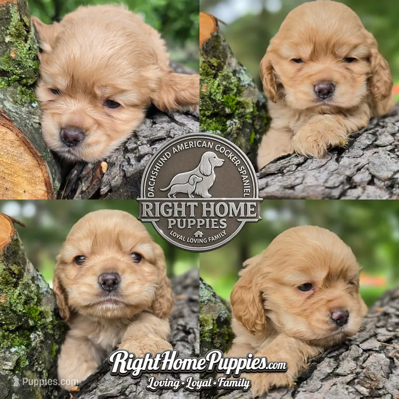 Connie – Cocker Spaniel puppy for sale in New Philadelphia, OH