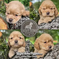 Connie, a female Cocker Spaniel for sale in New Philadelphia, OH – 1 of 1