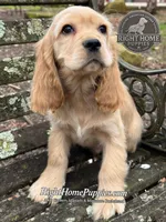 Sully , a male Cocker Spaniel for sale in New Philadelphia, OH – Photo 3 of 3