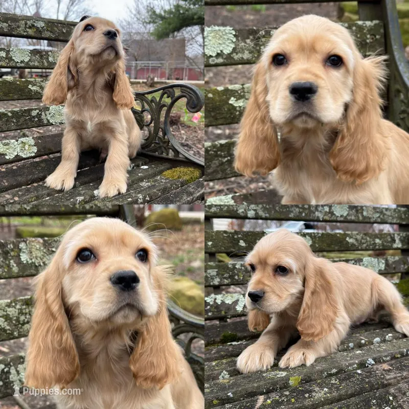 Sully  – Cocker Spaniel puppy for sale in New Philadelphia, OH