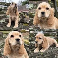 Sully , a male Cocker Spaniel for sale in New Philadelphia, OH – Photo 1 of 3