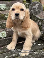 Sully , a male Cocker Spaniel for sale in New Philadelphia, OH – Photo 2 of 3