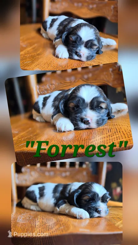 Forrest – Cocker Spaniel puppy for sale in New Philadelphia, OH