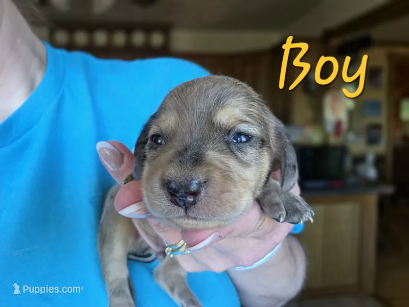 Sarge – Miniature Dachshund puppy for sale in New Philadelphia, OH