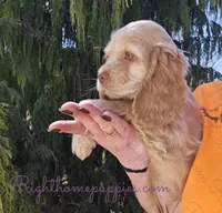 Hazel, a female Cocker Spaniel for sale in New Philadelphia, OH – Photo 1 of 3