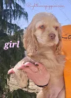 Hazel, a female Cocker Spaniel for sale in New Philadelphia, OH – Photo 2 of 3