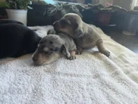 Sarge, a male Miniature Dachshund for sale in New Philadelphia, OH – 4 of 4