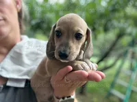Panko, a male Miniature Dachshund for sale in New Philadelphia, OH – Photo 2 of 4
