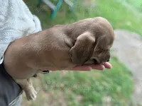 Panko, a male Miniature Dachshund for sale in New Philadelphia, OH – Photo 4 of 4