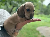 Panko, a male Miniature Dachshund for sale in New Philadelphia, OH – Photo 3 of 4