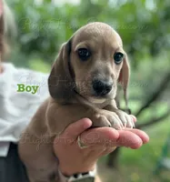 Panko, a male Miniature Dachshund for sale in New Philadelphia, OH – Photo 1 of 4