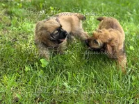 Dusty, a male Cocker Spaniel for sale in New Philadelphia, OH – Photo 3 of 5