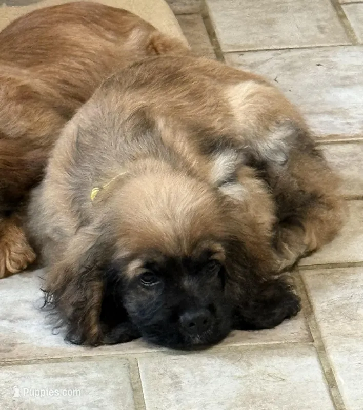 Dusty, a male Cocker Spaniel for sale in New Philadelphia, OH – Photo 1 of 5
