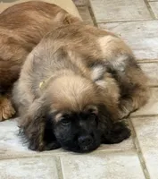 Dusty, a male Cocker Spaniel for sale in New Philadelphia, OH – Photo 1 of 5