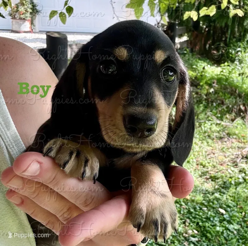 Pork Chop, a male Miniature Dachshund for sale in New Philadelphia, OH – Photo 1 of 5