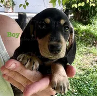 Pork Chop, a male Miniature Dachshund for sale in New Philadelphia, OH – Photo 1 of 5