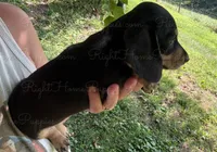 Pork Chop, a male Miniature Dachshund for sale in New Philadelphia, OH – Photo 2 of 5