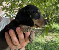 Pork Chop, a male Miniature Dachshund for sale in New Philadelphia, OH – Photo 5 of 5