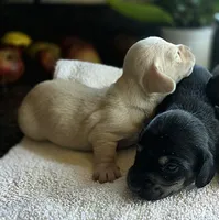 Sirius (Cream), a male Miniature Dachshund for sale in New Philadelphia, OH – 2 of 3