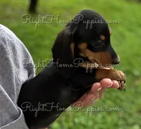 Theodore, a male Miniature Dachshund for sale in New Philadelphia, OH – Photo 3 of 4