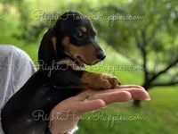 Theodore, a male Miniature Dachshund for sale in New Philadelphia, OH – Photo 2 of 4
