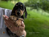 Theodore, a male Miniature Dachshund for sale in New Philadelphia, OH – Photo 4 of 4