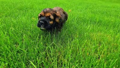 Oakley, a male Cocker Spaniel for sale in New Philadelphia, OH – 3 of 3
