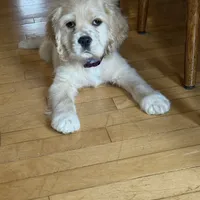 Oliver, a male Cocker Spaniel for sale in New Philadelphia, OH – Photo 2 of 3