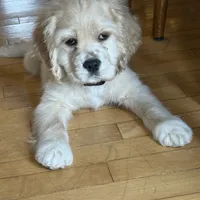 Oliver, a male Cocker Spaniel for sale in New Philadelphia, OH – Photo 1 of 3