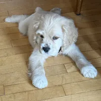 Oliver, a male Cocker Spaniel for sale in New Philadelphia, OH – Photo 3 of 3