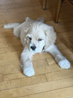 processed/cf2c5595-bbe0-4e38-8285-92a0b3117fa8/listing/f7db2982-73f7-4db6-b897-ad9b7d80d37d/98b22e27-aa3f-483c-8e81-6e6f946cc503