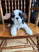 processed/cf2c5595-bbe0-4e38-8285-92a0b3117fa8/listing/fe29e321-cd02-46c1-8534-383c4d19fc8a/c4b4a288-cf59-4a2a-9d1d-2b62bddc27a7