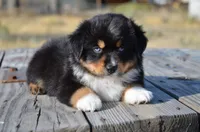 BTM-1, a male Miniature Australian Shepherd and Miniature American Shepherd for sale in Baker City, OR – 4 of 9