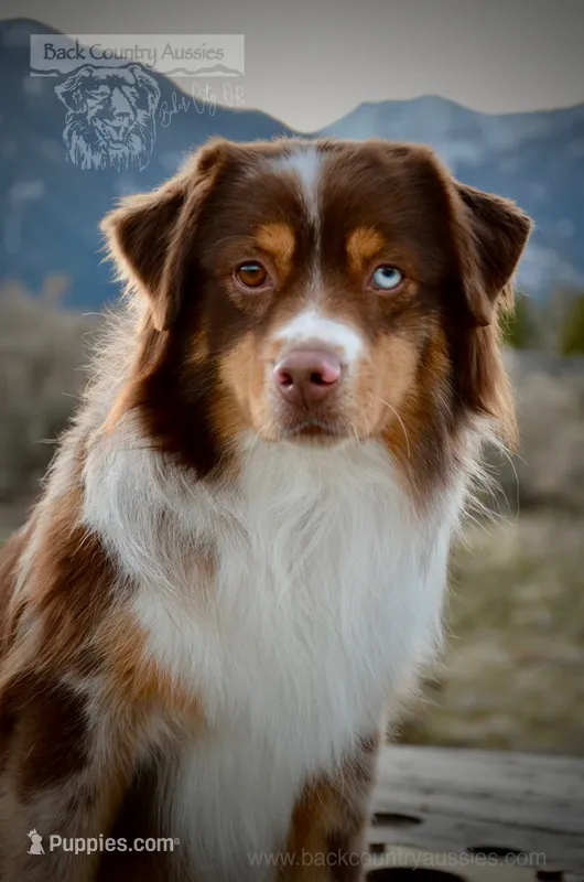 Phoenix, a male Miniature American Shepherd for sale in Baker City, OR – 1 of 6