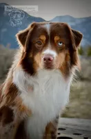 Phoenix, a male Miniature American Shepherd for sale in Baker City, OR – 1 of 6