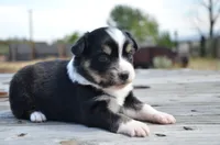 BTM-3, a male Miniature Australian Shepherd and Miniature American Shepherd for sale in Baker City, OR – 5 of 7