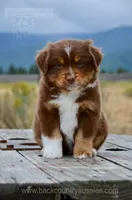 RTM-2, a male Miniature Australian Shepherd and Miniature American Shepherd for sale in Baker City, OR – 2 of 7