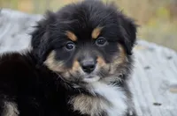 BTF-3, a female Miniature Australian Shepherd and Miniature American Shepherd for sale in Baker City, OR – 2 of 9