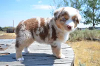 RMM-2, a male Miniature Australian Shepherd and Miniature American Shepherd for sale in Baker City, OR – 3 of 5