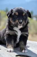 BTF-3, a female Miniature Australian Shepherd and Miniature American Shepherd for sale in Baker City, OR – 7 of 9